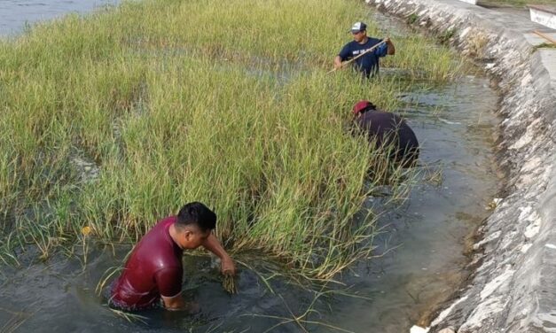 Personal de la Jefatura Municipal realiza limpieza en las orillas del lago, Petén Itzá. Frente al Malecón Turístico Municipal, de San Andrés, Petén