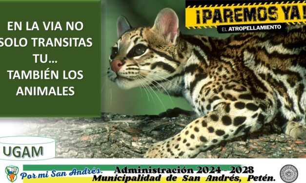 ¡Campaña de Concientización! «PAREMOS YA EL ATROPELLAMIENTO»