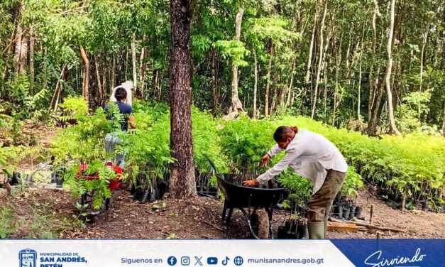🌿 Unidos por la restauración de nuestros bosques.